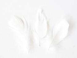 Acheter paquet de Plumes blanches décoratives - 1,29 € en ligne sur La Petite Epicerie - Loisirs créatifs