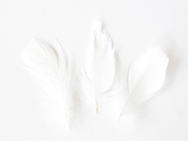 Acheter paquet de Plumes blanches décoratives - 1,99 € en ligne sur La Petite Epicerie - Loisirs créatifs