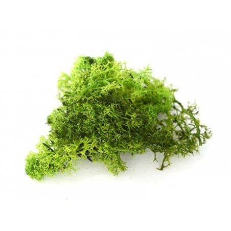 Acheter Mousse verte claire d'Islande - 2,05 € en ligne sur La Petite Epicerie - Loisirs créatifs