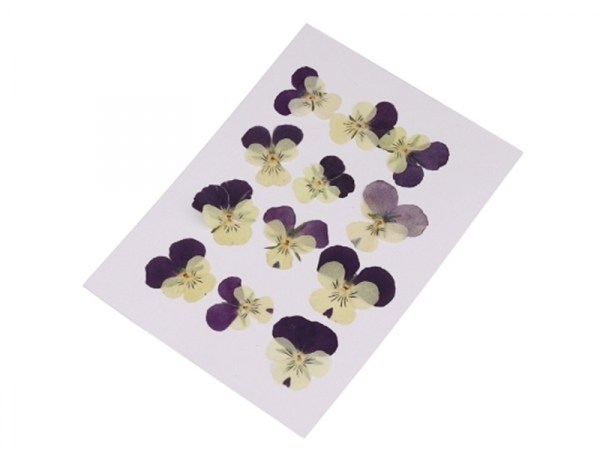Acheter Planche de 12 pensées pressées - violet profond - 5,99 € en ligne sur La Petite Epicerie - Loisirs créatifs