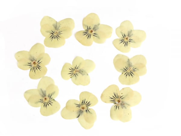 Acheter Planche de 12 pensées pressées - jaune clair - 5,99 € en ligne sur La Petite Epicerie - Loisirs créatifs