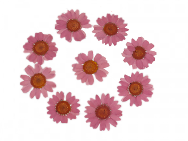 Acheter Planche de 12 chrysanthèmes pressés - vieux rose - 5,99 € en ligne sur La Petite Epicerie - Loisirs créatifs