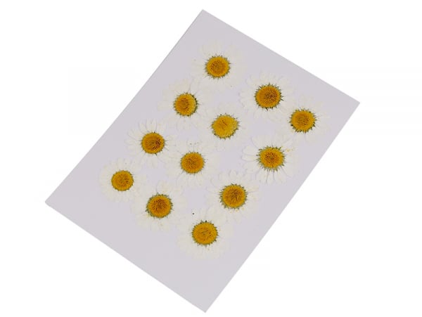 Acheter Planche de 12 chrysanthèmes pressés - blanc - 5,99 € en ligne sur La Petite Epicerie - Loisirs créatifs