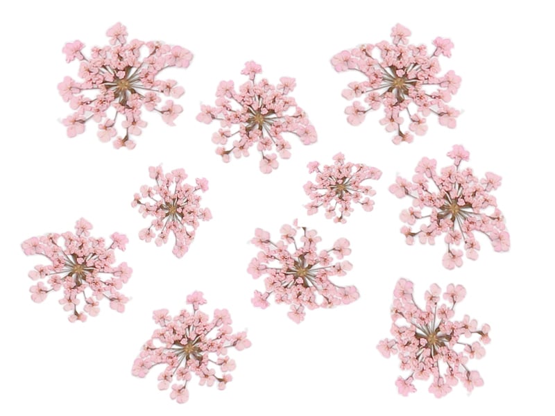 Acheter Planche de 12 fleurs pressées - rose - 4,59 € en ligne sur La Petite Epicerie - Loisirs créatifs