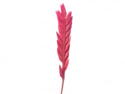 Acheter Brin de Spiga d'Oro rose - fleur séchée - 0,29 € en ligne sur La Petite Epicerie - Loisirs créatifs
