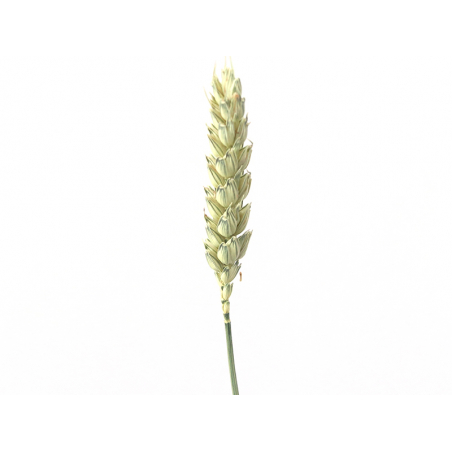 Acheter Brin de blé naturel - fleur séchée - 0,49 € en ligne sur La Petite Epicerie - Loisirs créatifs