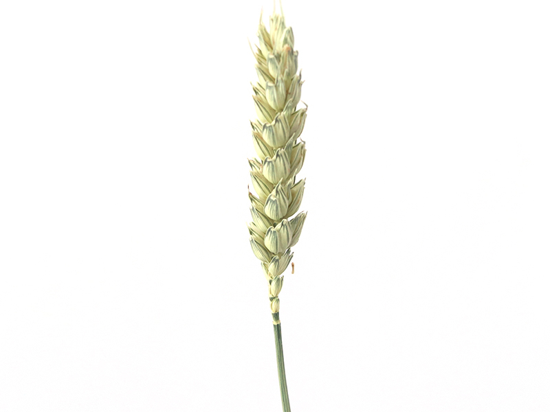 Acheter Brin de blé naturel - fleur séchée - 0,49 € en ligne sur La Petite Epicerie - Loisirs créatifs