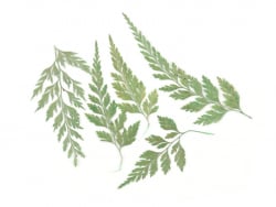 Acheter Planche de 10 feuilles naturelles pressées - 4,09 € en ligne sur La Petite Epicerie - Loisirs créatifs