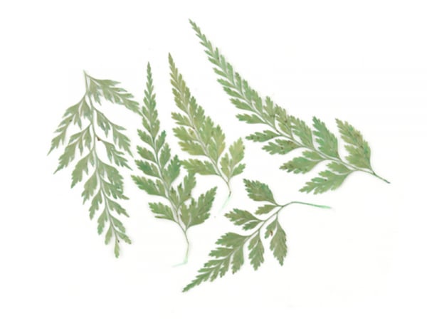 Acheter Planche de 10 feuilles naturelles pressées - 4,09 € en ligne sur La Petite Epicerie - Loisirs créatifs