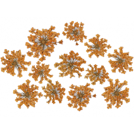 Acheter Planche de 12 fleurs pressées - orange - 4,59 € en ligne sur La Petite Epicerie - Loisirs créatifs
