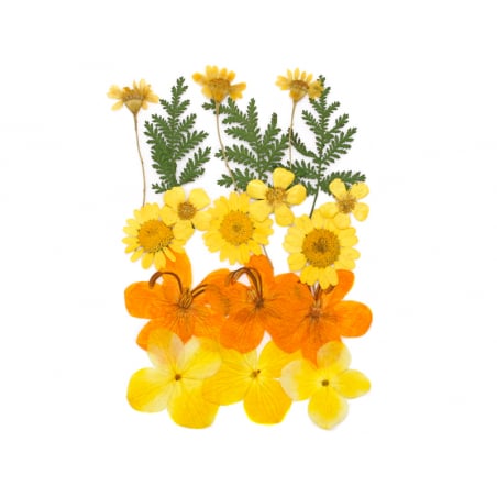 Acheter Planche de 18 fleurs pressées - mixte orange - 7,99 € en ligne sur La Petite Epicerie - Loisirs créatifs