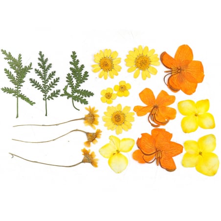 Acheter Planche de 18 fleurs pressées - mixte orange - 7,99 € en ligne sur La Petite Epicerie - Loisirs créatifs