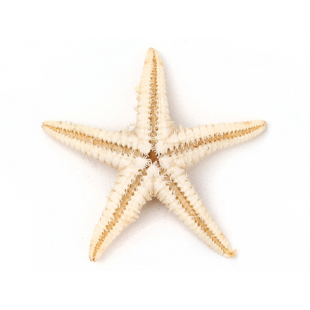 Lot De 10 Mini étoiles De Mer Miniatures