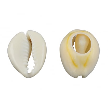 Acheter 10 perles coquillage cauri mélangées naturelles - 5 mm - 0,59 € en ligne sur La Petite Epicerie - Loisirs créatifs