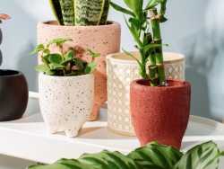 Acheter Pot pour plante à pieds - bordeaux 9,5 cm - 5,99 € en ligne sur La Petite Epicerie - Loisirs créatifs