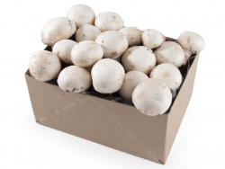 Acheter Kit pour enfants - Je cultive mes champignons bio - 10,90 € en ligne sur La Petite Epicerie - Loisirs créatifs