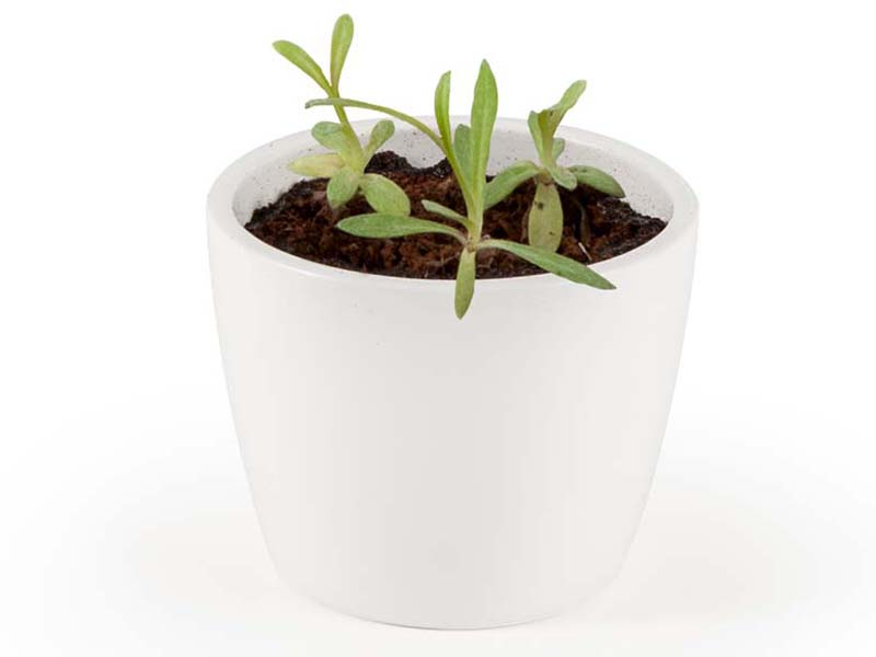 Acheter Pot blanc 8 cm Edelweiss à faire pousser - 5,49 € en ligne sur La Petite Epicerie - Loisirs créatifs