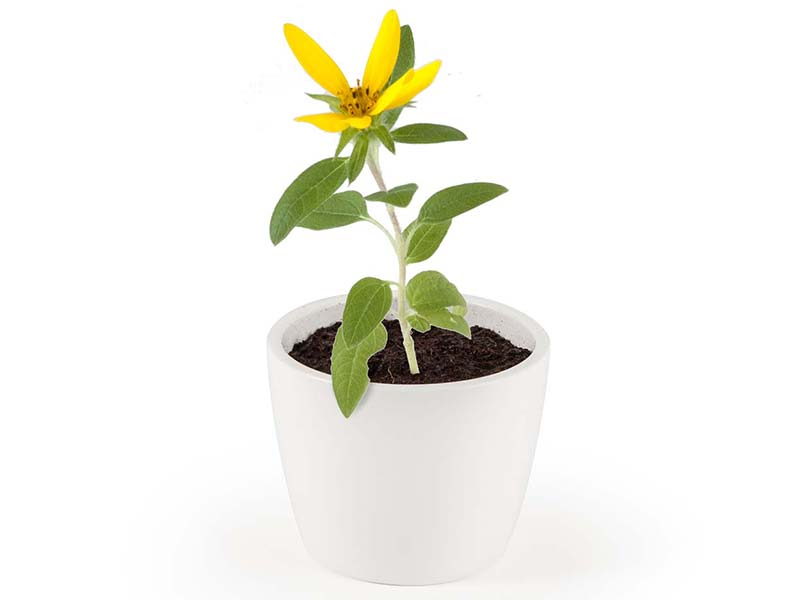 Acheter Pot blanc 8 cm Tourneseol bio à faire pousser - 5,49 € en ligne sur La Petite Epicerie - Loisirs créatifs