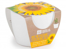 Acheter Pot blanc 8 cm Tourneseol bio à faire pousser - 5,49 € en ligne sur La Petite Epicerie - Loisirs créatifs