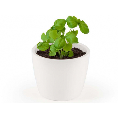 Acheter Pot blanc 8 cm Basilic "grand vert" bio à faire pousser - 5,49 € en ligne sur La Petite Epicerie - Loisirs créatifs