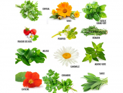 Acheter Coffret 12 sachets Plantes bien-être - 14,99 € en ligne sur La Petite Epicerie - Loisirs créatifs