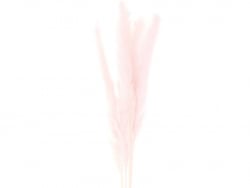 Acheter Bouquet de 6 fleurs séchées de pampa rose - 8,49 € en ligne sur La Petite Epicerie - Loisirs créatifs