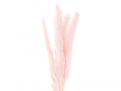 Acheter Bouquet de 6 fleurs séchées de pampa rose - 7,49 € en ligne sur La Petite Epicerie - Loisirs créatifs