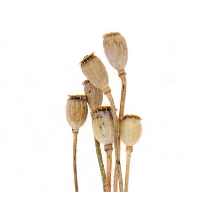 Acheter Bouquet de 6 graines de pavot séchées - 5,19 € en ligne sur La Petite Epicerie - Loisirs créatifs