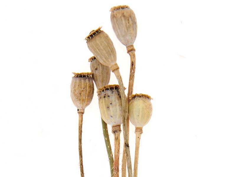 Acheter Bouquet de 6 graines de pavot séchées - 5,19 € en ligne sur La Petite Epicerie - Loisirs créatifs