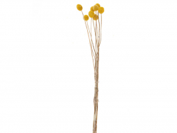 Acheter Bouquet de 10 fleurs séchées de Craspedia - 8,49 € en ligne sur La Petite Epicerie - Loisirs créatifs