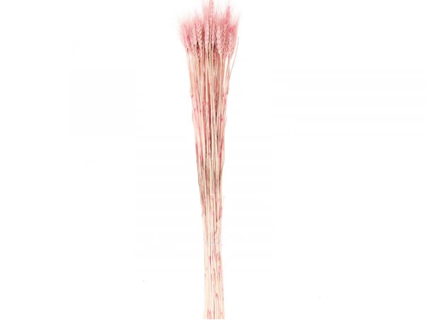 Acheter Bouquet de 50 fleurs séchées de blé rose - 5,99 € en ligne sur La Petite Epicerie - Loisirs créatifs