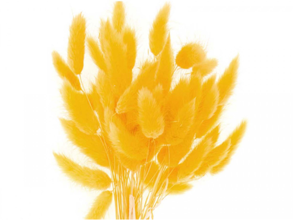 Acheter Bouquet de 50 fleurs séchées Lagurus jaune - 12,99 € en ligne sur La Petite Epicerie - Loisirs créatifs