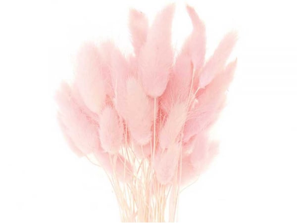 Acheter Bouquet de 50 fleurs séchées Lagurus rose - 12,99 € en ligne sur La Petite Epicerie - Loisirs créatifs