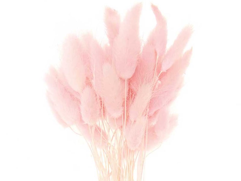 Acheter Bouquet de 50 fleurs séchées Lagurus rose - 13,99 € en ligne sur La Petite Epicerie - Loisirs créatifs