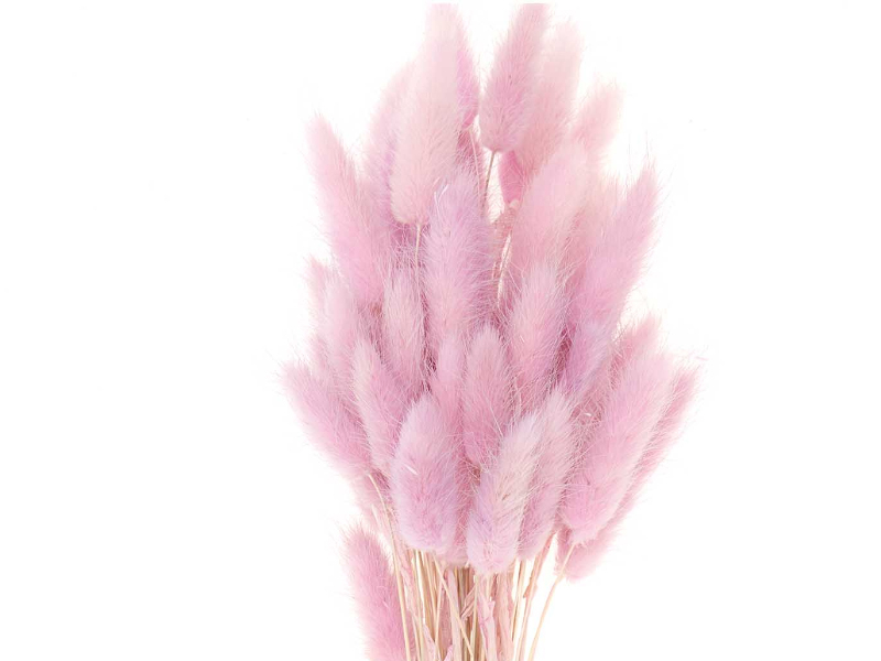 Acheter Bouquet de 50 fleurs séchées Lagurus lilas - 12,99 € en ligne sur La Petite Epicerie - Loisirs créatifs
