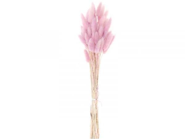Acheter Bouquet de 50 fleurs séchées Lagurus lilas - 13,99 € en ligne sur La Petite Epicerie - Loisirs créatifs