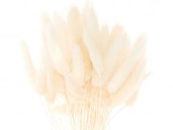Acheter Bouquet de 50 fleurs séchées Lagurus blanc - 12,99 € en ligne sur La Petite Epicerie - Loisirs créatifs