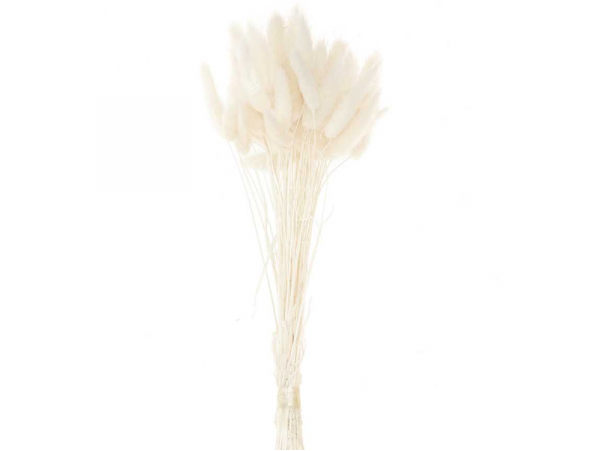 Acheter Bouquet de 50 fleurs séchées Lagurus blanc - 13,99 € en ligne sur La Petite Epicerie - Loisirs créatifs
