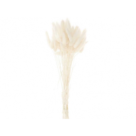 Acheter Bouquet de 50 fleurs séchées Lagurus blanc - 13,99 € en ligne sur La Petite Epicerie - Loisirs créatifs