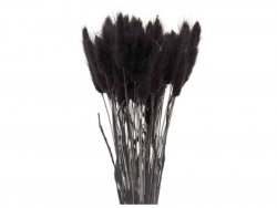 Acheter Bouquet de 50 fleurs séchées Lagurus noires - 12,99 € en ligne sur La Petite Epicerie - Loisirs créatifs