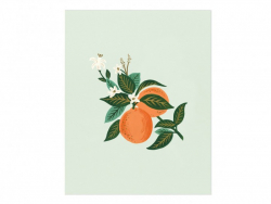Acheter Affiche 20 x 25 cm - Fleurs d'oranger - Rifle Paper Co - 28,99 € en ligne sur La Petite Epicerie - Loisirs créatifs