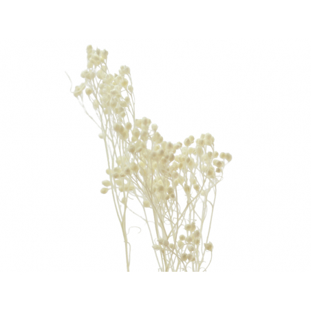 Acheter Brin de Broom bloom stabilisé décoloré - Blanc - 1,59 € en ligne sur La Petite Epicerie - Loisirs créatifs