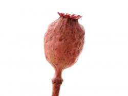 Acheter Brin de Pavot - Rose - 0,59 € en ligne sur La Petite Epicerie - Loisirs créatifs