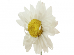 Acheter Brin d'Acroclinium naturel - Blanc - 0,29 € en ligne sur La Petite Epicerie - Loisirs créatifs