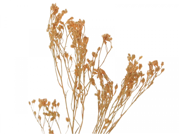 Acheter Brin de Broom bloom - Corail - 2,89 € en ligne sur La Petite Epicerie - Loisirs créatifs