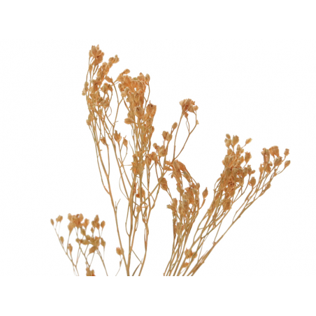Acheter Brin de Broom bloom - Corail - 2,89 € en ligne sur La Petite Epicerie - Loisirs créatifs