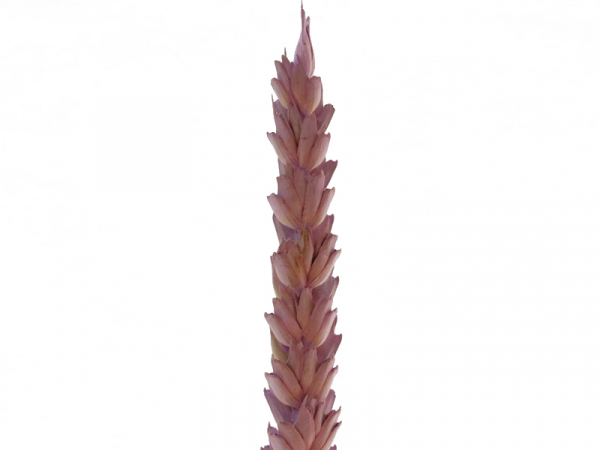 Acheter Brin de blé - Lilas - 0,09 € en ligne sur La Petite Epicerie - Loisirs créatifs
