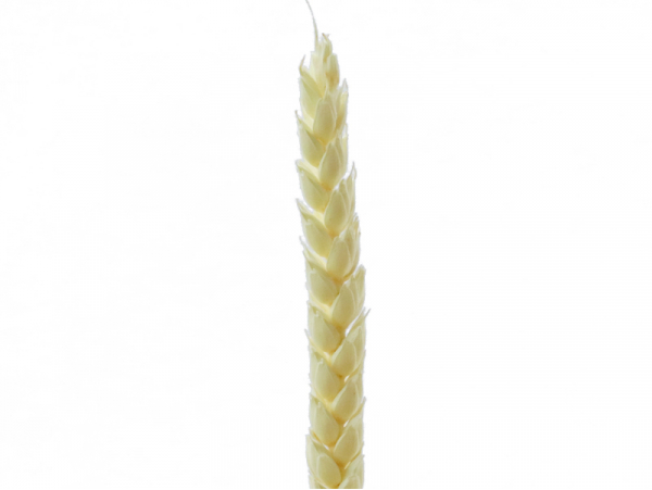 Acheter Brin de blé décoloré - Blanc - 0,29 € en ligne sur La Petite Epicerie - Loisirs créatifs