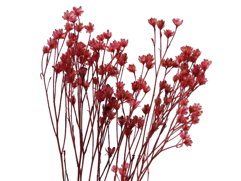 Acheter Brin de Broom bloom - Rose - 5,39 € en ligne sur La Petite Epicerie - Loisirs créatifs