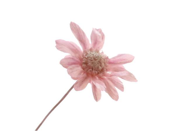 Acheter Brin de Marcela - Rose brumeux - 0,09 € en ligne sur La Petite Epicerie - Loisirs créatifs